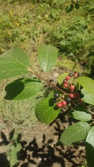 Frangula betulifolia