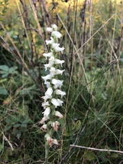 Spiranthes arcisepala