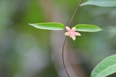 Ruehssia sumiderensis