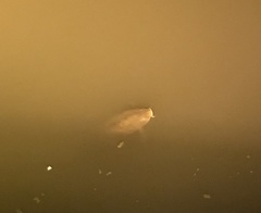 Cyprinus carpio