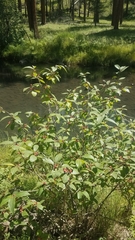 Frangula betulifolia