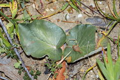 Pelargonium asarifolium