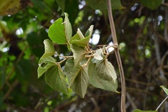 Amphilophium paniculatum