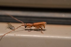 Smodicum cucujiforme