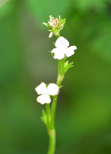 Callisia gentlei observed 2021-09-09