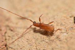 Smodicum cucujiforme