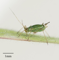 Sitobion fragariae