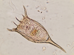 Keratella taurocephala