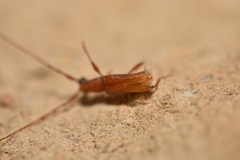 Smodicum cucujiforme