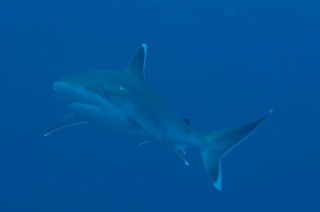 Silvertip shark approaching head-on in blue water