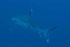 Carcharhinus albimarginatus