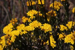 Oedera corymbosa