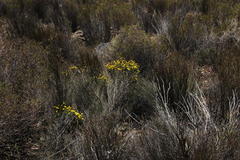 Oedera corymbosa