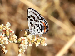 Euphilotes pallescens elvirae