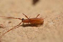 Smodicum cucujiforme