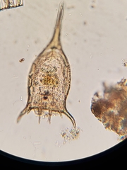 Keratella taurocephala