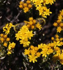 Oedera corymbosa