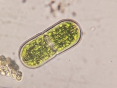 Actinotaenium rufescens