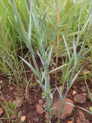 Dianthus mooiensis mooiensis