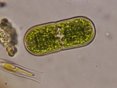 Actinotaenium rufescens