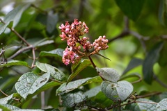 Heteropterys brachiata