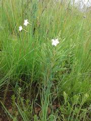 Dianthus mooiensis mooiensis