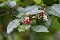 Heteropterys brachiata