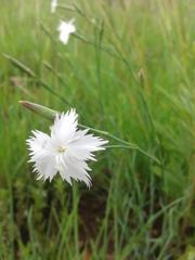 Dianthus mooiensis mooiensis