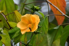 Dendrosida sharpiana