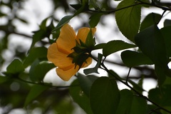 Dendrosida sharpiana