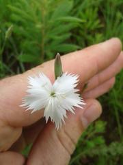 Dianthus mooiensis mooiensis