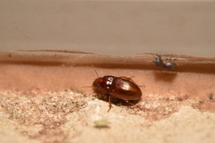 Harpalus gravis