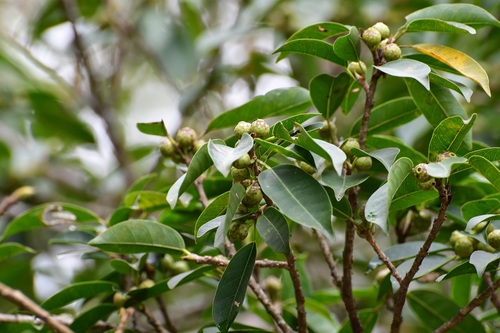 Ficus pertusa (Ficus pertusa)