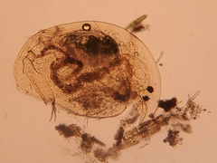Acroperus harpae