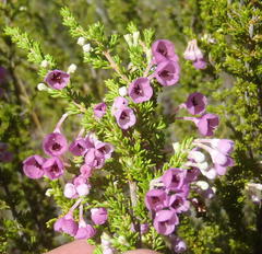 Erica newdigatei