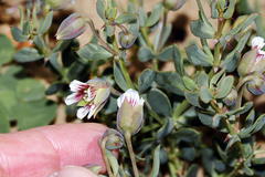 Roepera sessilifolia