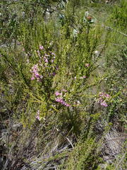 Erica newdigatei