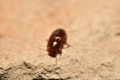 Harpalus gravis