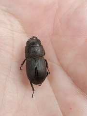 Dorcus brevis