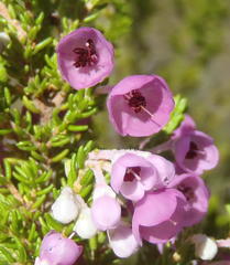 Erica newdigatei