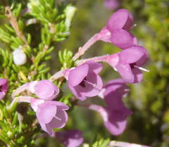 Erica newdigatei