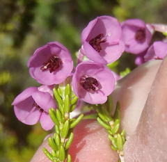 Erica newdigatei