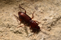 Stenomorphus californicus