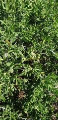 Nitraria billardierei
