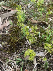 Drosera hookeri