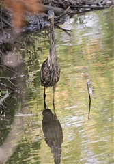 Ardea herodias