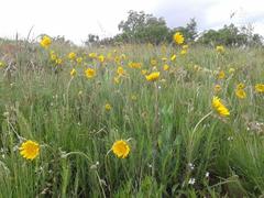 Berkheya zeyheri