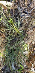 Lomandra effusa