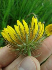 Berkheya zeyheri