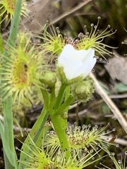 Drosera hookeri